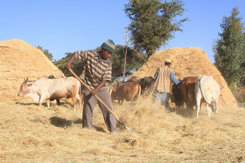 Etiyopya da tarım